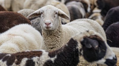 Neue Meldepflicht für Halter von Schafen, Ziegen und Schweinen