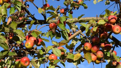 Bestellung von Streuobstbäumen und Beerensträucher beim Obst- und Gartenbauverein möglich